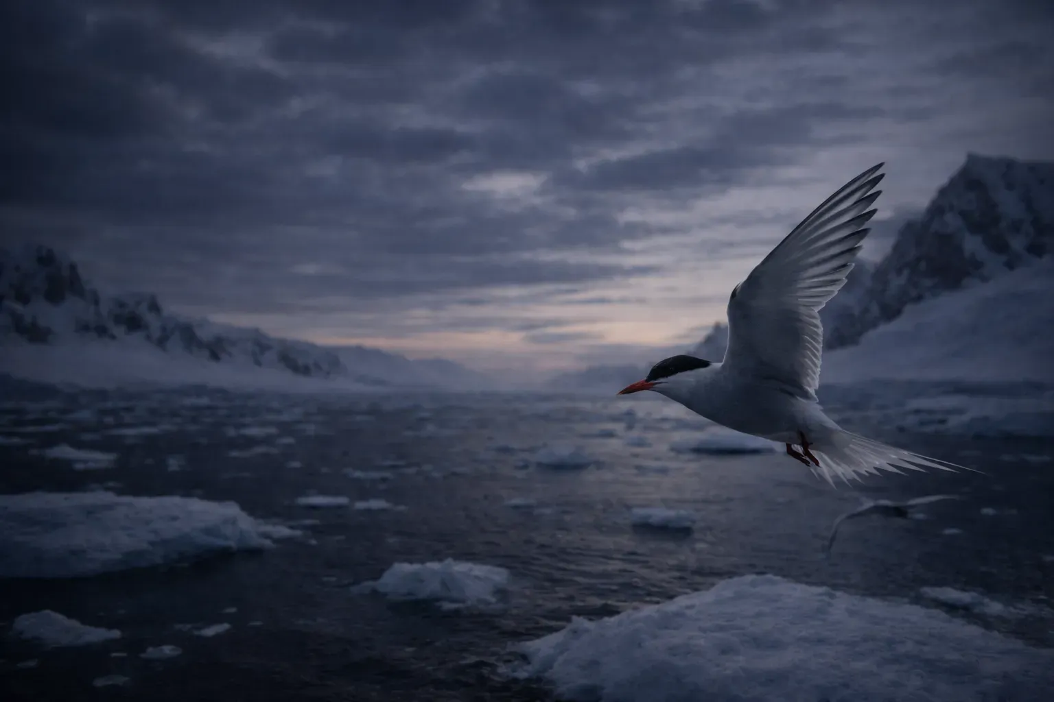 Silvertärnans hijra